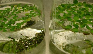 Duckweed is a relatively simple plant with fronds that float on the surface of the water and roots that extend into the water. In the flask on the left, you can see the dormant phase, turions, that have dropped to the bottom. Photo by Wenquin Wang