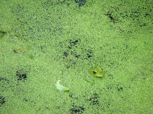 Duckweed, a small, common plant that grows in ponds and stagnant waters, is an ideal candidate as a biofuel raw material. Photo by Texx Smith, via flickr