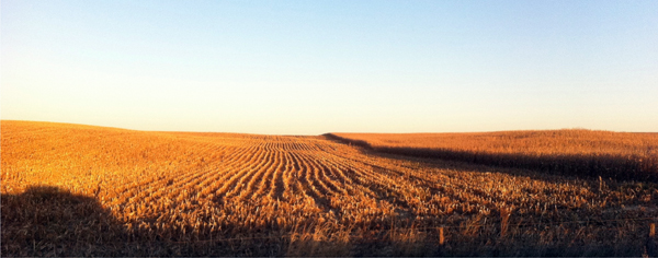 One of the Iowa corn field soil sampling sites used to generate data for the Michigan State, DOE Joint Genome Institute, Lawrence Berkeley National Laboratory study published in PNAS. (Jim Tiedje)