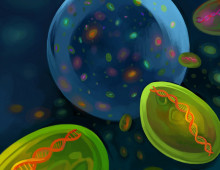 Artist’s interpretation of Prochlorococcus diversity in a drop of seawater