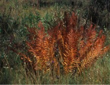 fern Osmundea cinnamomea