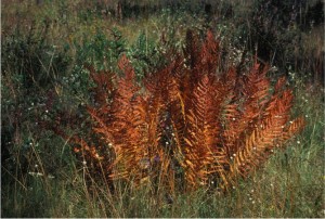 fern Osmundea cinnamomea