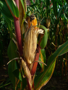 maize or Zea mays