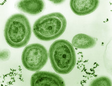 cultured strain of Prochlorococcus MED4