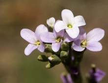 Boechera stricta flowers