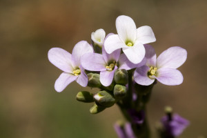 Boechera stricta flowers