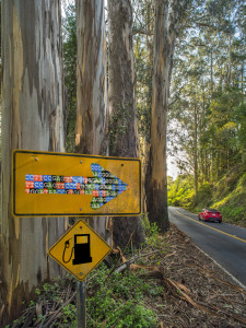 eucalyptus tree off Hwy 1 Bolinas, CA