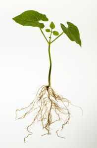 common bean plant