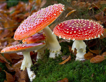 Amanita muscaria