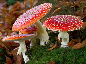 Amanita muscaria 