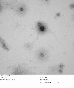 TEM of phage isolate collected off Monterey Bay, CA