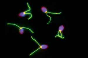 Chlamydomonas image by University of Geneva, Switzerland