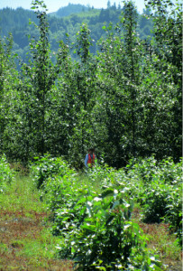 poplar trees by Jay Chen