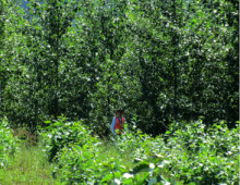 poplar trees by Jay Chen