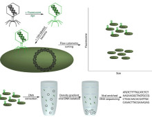 viral tagging schematic by C. Schirmer