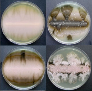 Aureobasidium species sequenced