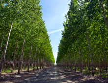 road lined with poplars on either side and a V shaped sliver of blue sky in the center