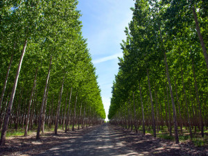 Boardman OR poplar plantation