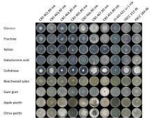 D. squalens growth profile from de Vries proposal in JGI-EMSL call