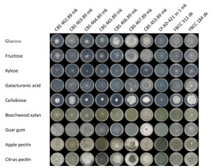 D. squalens growth profile from de Vries proposal in JGI-EMSL call