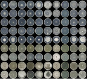 D. squalens from de Vries proposal in JGI-EMSL call