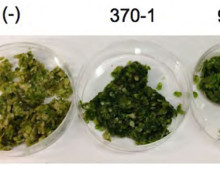 Effects of bacteria co-cultivation on health of duckweed strains