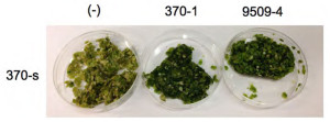 Effects of bacteria co-cultivation on health of duckweed strains