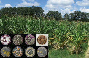 maize endophytes by Alice Churchill