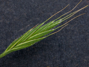 Brachypodium distachyon