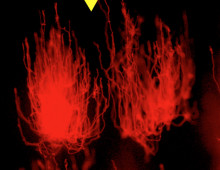 Fluorescence image of cyanobacterial cells grow towards the light provided from above only