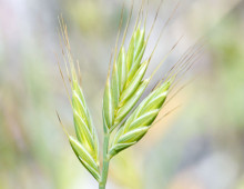 Brachypodium image by Sarah Gregg via Flickr CC BY-NC-SA2.0