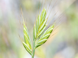 Brachypodium image by Sarah Gregg via Flickr CC BY-NC-SA 2.0