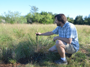 Tom Juenger of UTA with panic grass