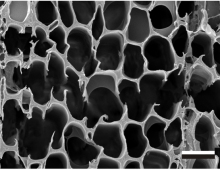 Scanning electron microscopy (SEM) image of pine that was substantially eroded by the white rot P. gigantea. Bar = 40 µm. (Image from Hori et al. PloS Genet. doi:10.1371/journal.pgen.1004759.g002)