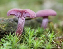 Amethyst deceiver or Laccaria amethystina