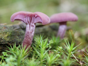 Amethyst deceiver or Laccaria amethystina