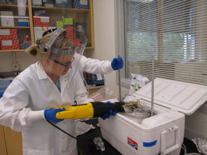 Jenni Hultman prepping permafrost samples