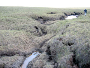 frozen peaty soil collapsing into a thermokarst bog