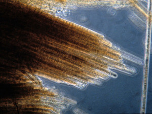 The golden-brown surface mats that indicate a Trichodesmium erythaeum bloom have led to them being called “sea sawdust.” (Image by FWC Fish and Wildlife Research Institute  via Flickr CC BY-NC-ND 2.0)