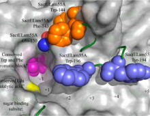 Overlay of SacteLam55A onto PcLam55A (Image from Bianchetti CM et al, J Biol Chem. 2015 May 8. doi: 10.1074/jbc.M114.623579. )