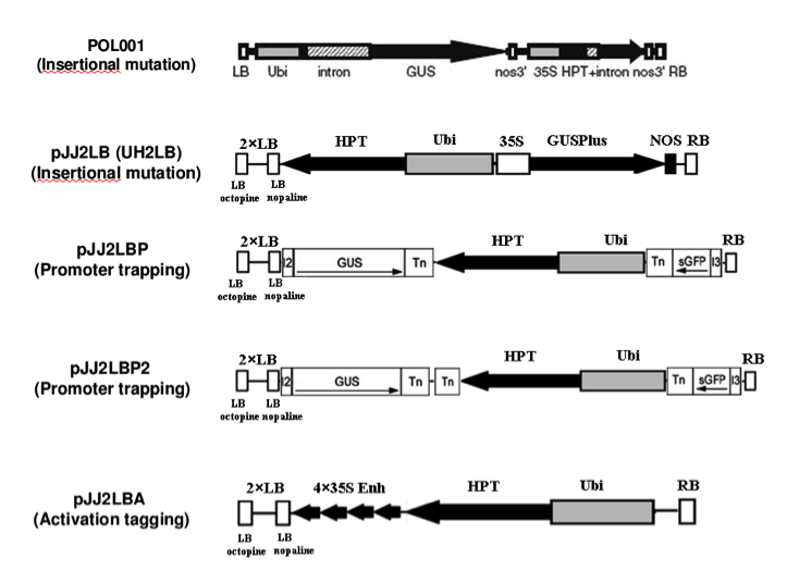 tdna-constructs-diagram