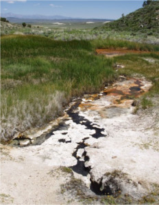 Genomes of related 'Atribacteria' (OP9) species were recovered from sites including Little Hot Creek. (Brian Hedlund, UNLV)