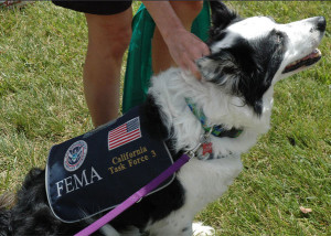 Moose, a FEMA-certified dog, at 2015 JGI Safety and Wellness Fair