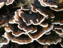 The white rot Trametes versicolor, colloquially known as the turkey tail, was one of six fungi tested for potential bioremediation use in Massachusetts. (Image cropped from photo by Luc De Leeuw via Flickr, CC-BY-NC-SA-2.0.)