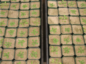 Arabidopsis plants growing in wild soil from Mason Farm (Derek Lundberg)