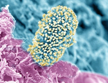 cropped shot of soil bacterium on the root surface of an Arabidopsis plant courtesy of PNNL