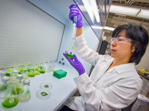 Study co-author Yuko Yoshinaga works with C. reinhardtii cells. (Roy Kaltschmidt, Berkeley Lab)