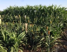 sorghum field by Peggy Lemaux