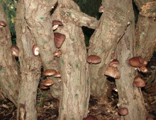 The CSP project led by Clark University's David Hibbett focuses on an in-depth genomic survey of the Lentinula genus. Lentinula is a group of white-rot, wood-decaying fungi perhaps best known as the genus of shiitake mushrooms, Lentinula edodes. (Image by dominik18s via Flickr CC BY 2.0)