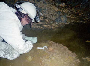 Sampling pink biofilms growing in acid mine drainage deep underground in the Richmond Mine, Iron Mountain, Calif. (Photo by Paul Wilmes)